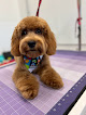 Pet boarding services Lovecare Pet Grooming & Daycare in Concord in MA