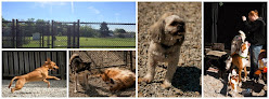 Pet boarding services Loving Hearts Pet Resort in Mooresville in IN