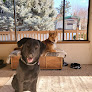 Pet boarding services Loving Paws in East Wenatchee in WA