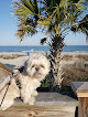 Pet boarding services Loving Pet Inn & Resort in High Point in North Carolina