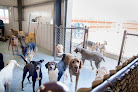 Pet boarding services Lucky Bones Pet Resort in Canal Winchester in OH