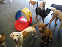 Pet boarding services Lucky Dawg Day Care in Santa Fe in NM