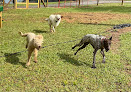 Pet boarding services Lucky Dawg Resort in Prattville in Prattville