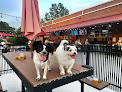 Pet boarding services Lucky Dog Bark - Charlotte in Charlotte in Mecklenburg