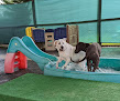 Pet boarding services Lucky Dog Daycare in Tacoma in Pierce