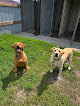 Pet boarding services Lucky Dog Lodge in Albany in MN