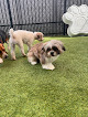 Pet boarding services Lucky Dog Lodge, Llc in Prairieville in Louisiana