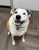Pet boarding services Lucky Dog Lodge in Conway in Arkansas