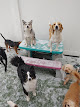 Pet boarding services Lucky Dog Luxury Daycare & Boarding in Garden City in MI