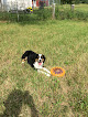 Pet boarding services Lucky Dog Paws, Llc. Dog Boarding Service in Columbia in Boone