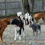 Pet boarding services Lucky Dogs Daycare in Hopedale in Massachusetts