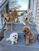 Pet boarding services Lucky Paws Ri in Newport in RI