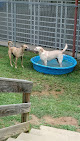 Pet boarding services Lucky Stars Country Kennels in Hampstead in Maryland