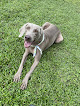 Pet boarding services Lucky's Dog Club @ Lola Bell's Pet Facility in Mobile in Alabama