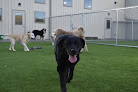 Pet boarding services Luna Pet Resort in Madison in Wisconsin