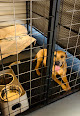 Pet boarding services Luna’s K9 Cabin in Lake Wales in Polk