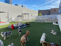 Pet boarding services Luxe Pet Hotels in Las Vegas in Nevada