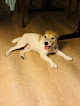 Pet boarding services Luxe Pet Sitter & Boarding in Phoenix in Arizona