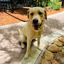 Pet boarding services Luxury Walks - Tampa Pet Walking And Pet Sitting Services in Tampa in Hillsborough