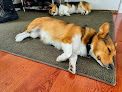 Pet boarding services Lynae's Paw Spa in Little Falls in MN