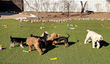 Pet boarding services Lynn's Dog House Boarding And Daycare Services in Peoria in IL
