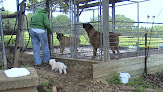 Pet boarding services Lynn's Grooming & Dog Boarding in Calico Rock in Arkansas