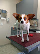 Pet boarding services Madera Veterinary Center in Madera in CA