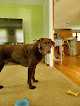 Pet boarding services Magic Of Paws in North Yarmouth in Maine