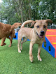 Pet boarding services Magnolia Dog Ranch Llc. in Brookland in Arkansas
