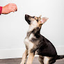 Pet boarding services Maine K-9 Academy in Sangerville in Maine