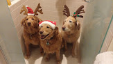 Pet boarding services Maine Summer Dog in Union in Maine