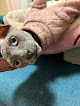 Pet boarding services Majestic Nakids Sphynx in West Jordan in UT