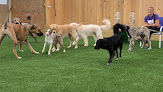 Pet boarding services Manners Matter Dog Training And Daycare, Llc in Nicholasville in KY