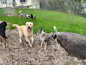Pet boarding services Mansfield Kennels Llc in Jericho in VT