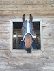 Pet boarding services Maranatha Stables in Baton Rouge in Louisiana