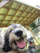 Pet boarding services Markay's Castle Of The Dogs in Tippecanoe in Indiana