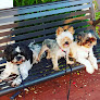 Pet boarding services Marymac's Doggie Retreat in New Orleans in Louisiana