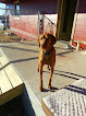 Pet boarding services Mary's Menagerie Doggy Day Care & Pet Boarding in Gravette in Arkansas