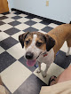 Pet boarding services Masterson Animal Clinic in Lexington in Kentucky