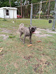 Pet boarding services Mattie's Boarding Kennel in Lakeland in Polk