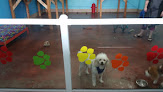 Pet boarding services Maui Mutt Hut Grooming & Dog Day Care. in Kihei in Hawaii