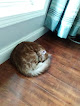 Pet boarding services Mccaskill Veterinary Hospital in New Roads in Louisiana