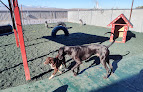 Pet boarding services Mcgraw's Paws Inc. in Sheridan in Wyoming