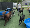 Pet boarding services Megapaws Doggie Daycare in Camdenton in Camden