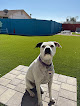 Pet boarding services Mesa Dog Boarding in Mesa in Arizona