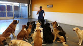 Pet boarding services Mesa Dogs 24/7 in Mesa in Arizona