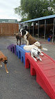 Pet boarding services Metro Animals in Fort Worth in Tarrant