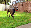 Pet boarding services Miami Dog Sitting And Boarding in Miami in Miami-Dade