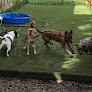 Pet boarding services Mid City Animal House Dog Daycare & Boarding in New Orleans in Louisiana