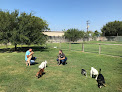 Pet boarding services Midtown Pet Retreat in Granbury in Texas
